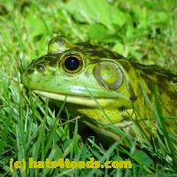 /home//u458753944/public_html/sourcegallery//////////////Frogs/More bullfrogs/P6040123.JPG